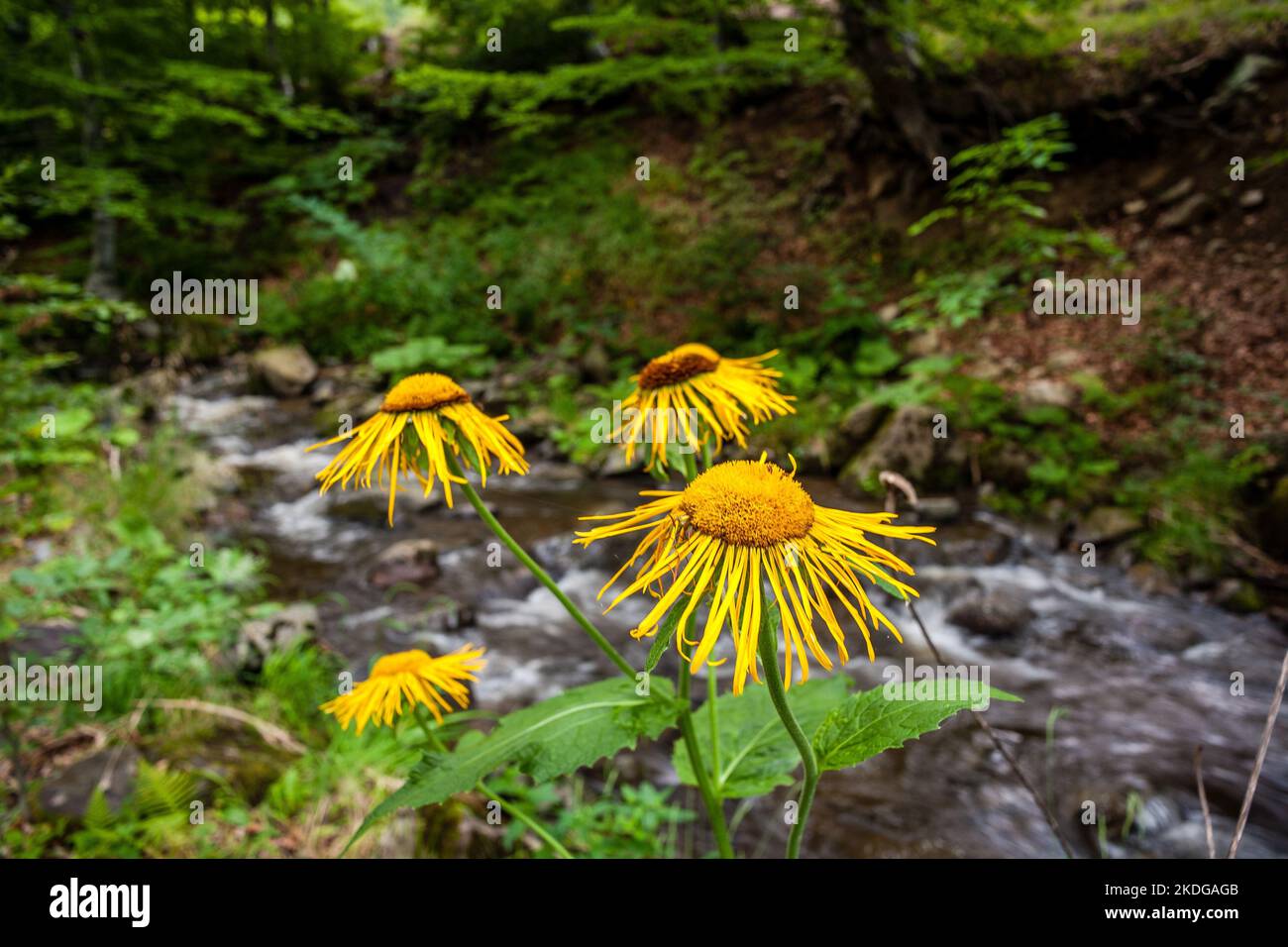 Nahaufnahme eines gelben Ochsenauges (Telekia speciosa), das in der Nähe eines Wasserstroms wächst. Stockfoto