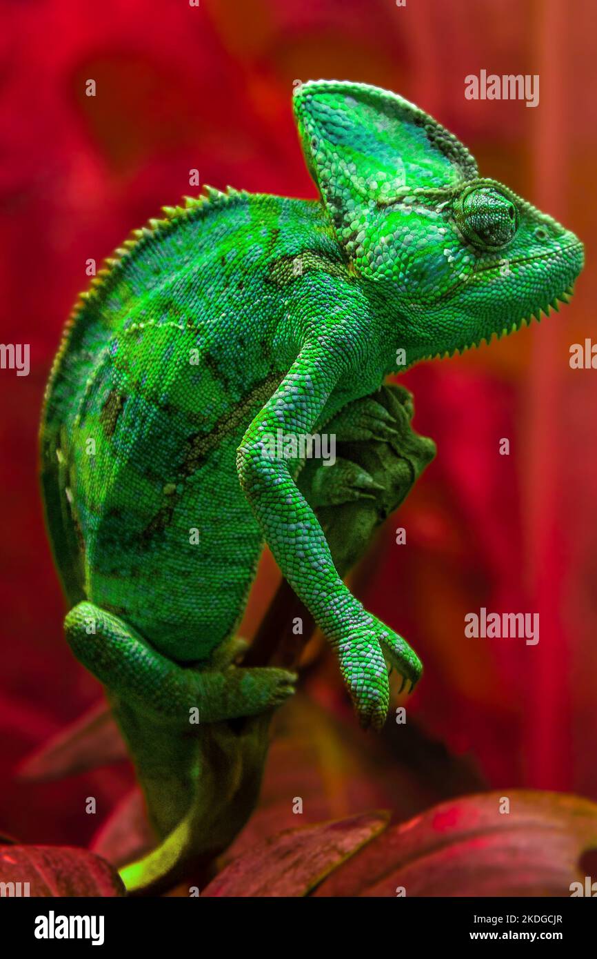 Das grüne Chamäleon Chamaeleonidae ist eine Familie von Eidechsen, die ihre Körperfarbe ändern können. Helles Porträt eines Tieres. Eidechse. Stockfoto