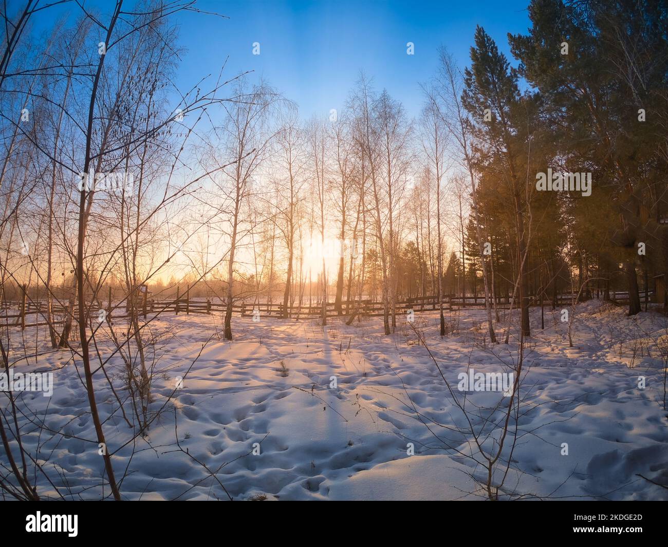 Sonnenstrahlen, die im Winter bei Sonnenuntergang durch Baumstämme in einem schneebedeckten Birkenhain strömen. Stockfoto