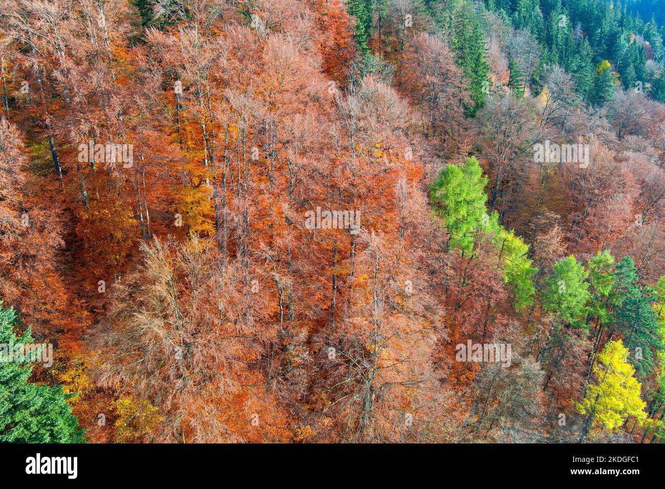 Luftaufnahme des hellen Herbstwaldes Stockfoto