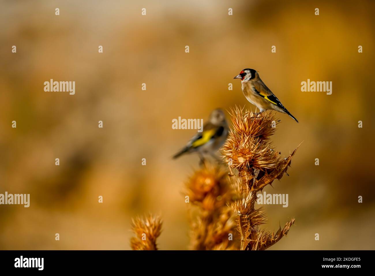 Carduelis carduelis - der europäische Goldfink oder Cardelina ist ein Singvögel, der zur Familie der Finken gehört. Stockfoto