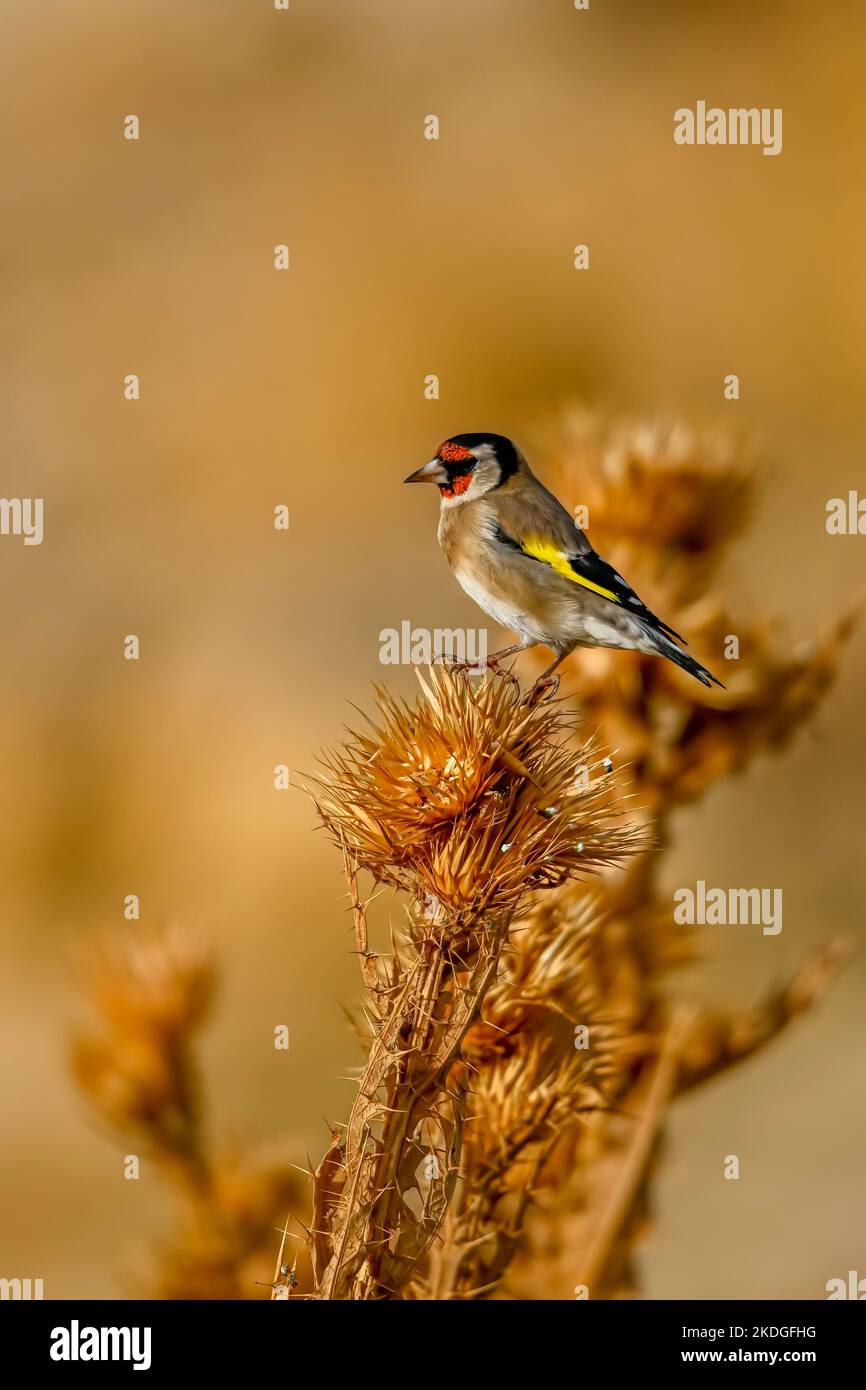 Carduelis carduelis - der europäische Goldfink oder Cardelina ist ein Singvögel, der zur Familie der Finken gehört. Stockfoto