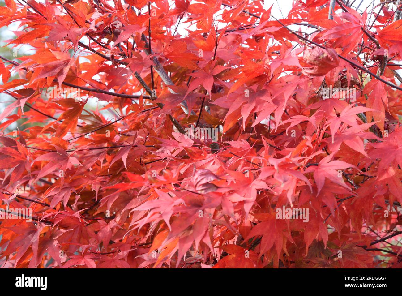 Schirgiswalde, Deutschland. 29. Oktober 2022. Am Waldrand steht ein rotblättriger Fächerahorn (Acer palmatum 'Atropurpureum'). Die Baumart, die aus Asien stammt, wächst als großer Baum in Asien. In unseren Breiten wächst er als kompakter Großstrauch und erreicht in der Regel eine Höhe und Breite zwischen drei und vier Metern. Quelle: Waltraud Grubitzsch/dpa/Alamy Live News Stockfoto