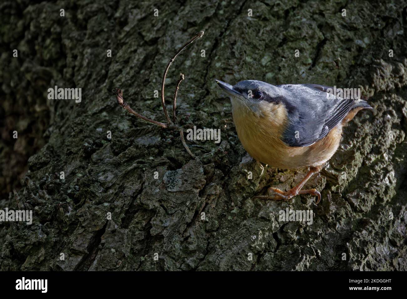 Knutte auf der Seite eines Baumstammes Stockfoto
