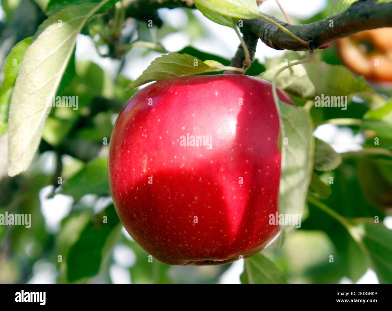 Reifer saftiger roter Braeburn-Apfel, der im Oktober an einem Baum hängt Stockfoto