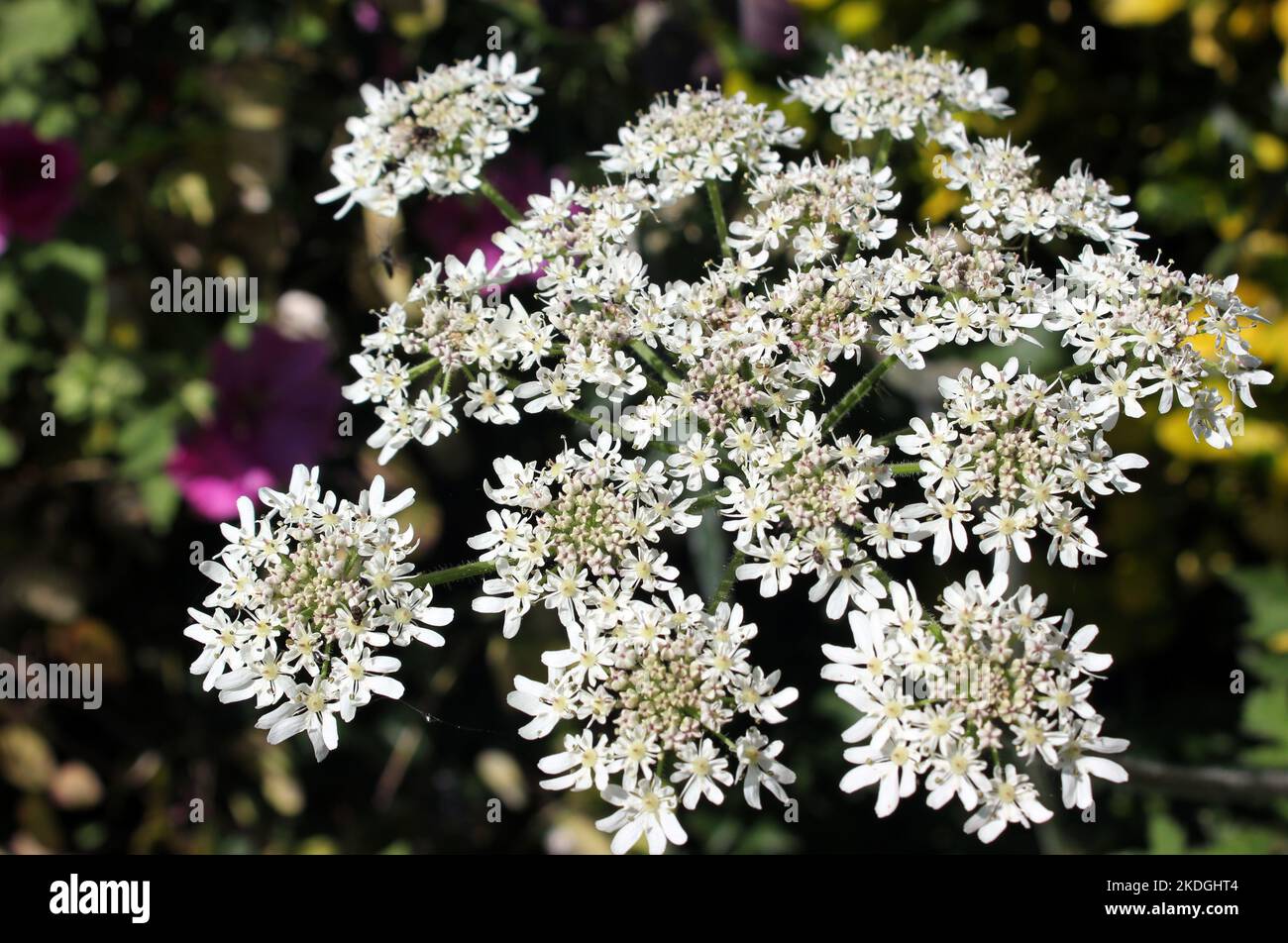 Ein Spray aus zarten weißen Blüten auf der einheimischen Pflanze Kuhsilie ( Anthriscus sylvestris) Stockfoto