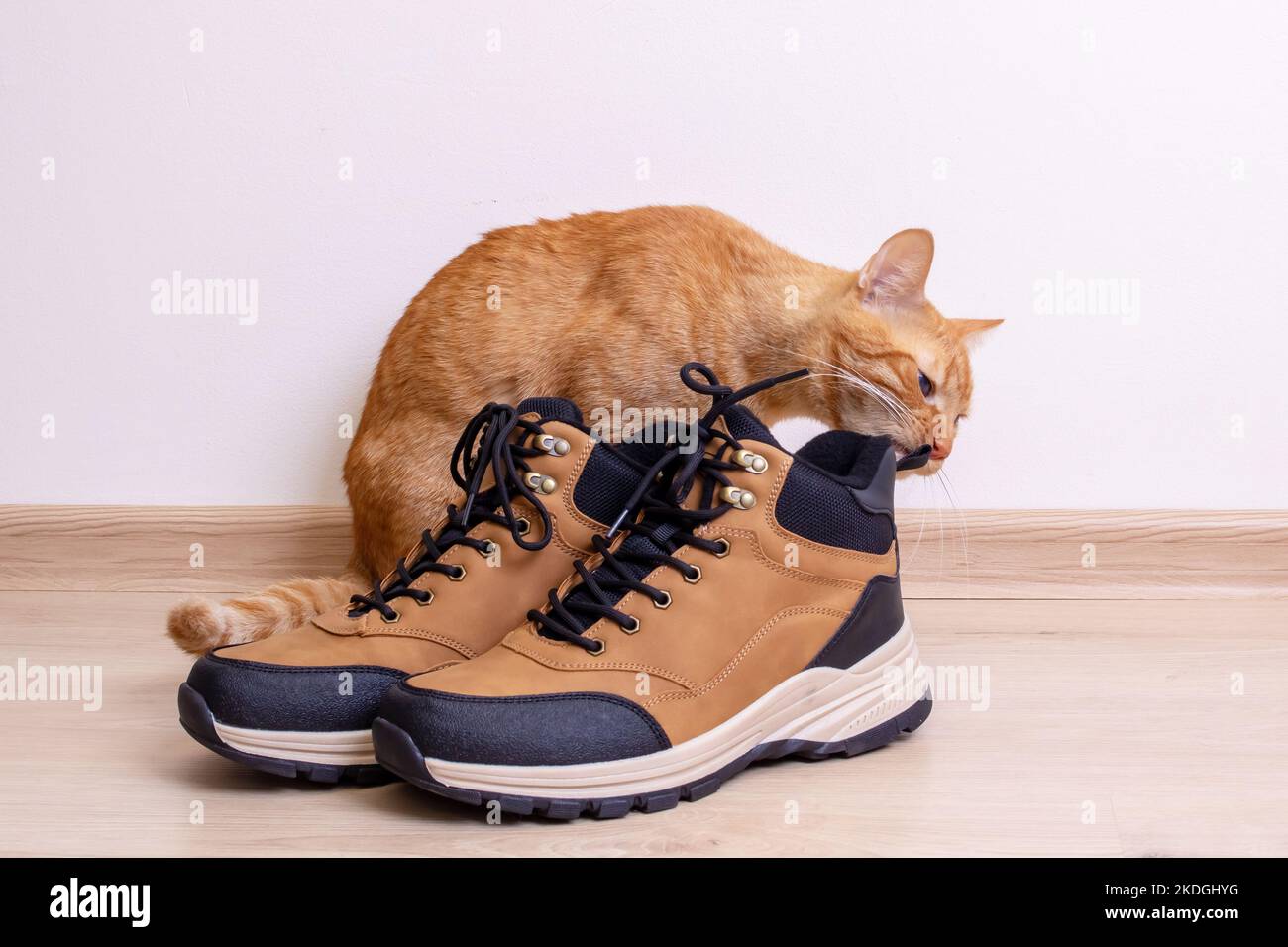 Rote Katze schnüffelt Herrenschuhe aus nächster Nähe auf Holzboden Stockfoto