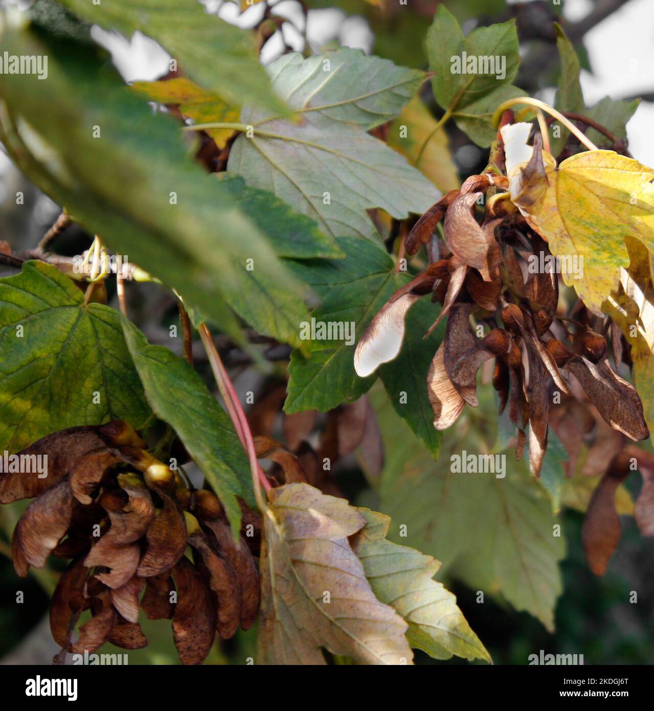 Samenhaufen auf einem Sycamore-Baum (Acer Pseudoplatanes) Stockfoto