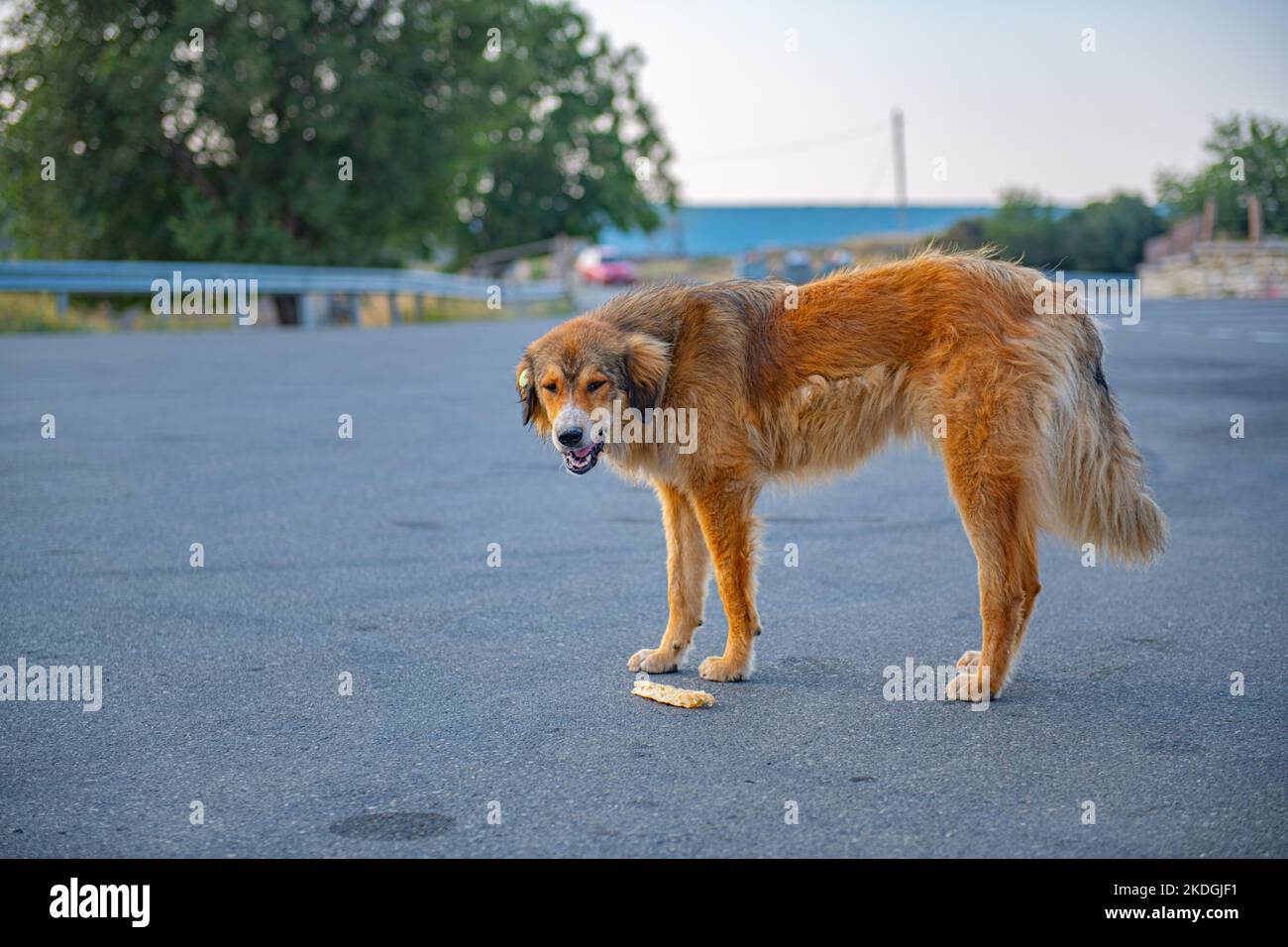 Ein riesiger rothaariger wütender Hund steht und knurrt Stockfoto