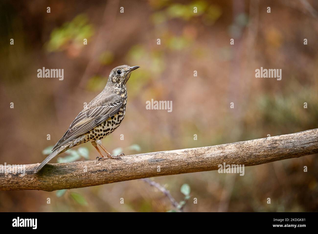 Charlo-Drossel oder Turdus viscivorus, Vogel der Ordnung Passeriformes Stockfoto