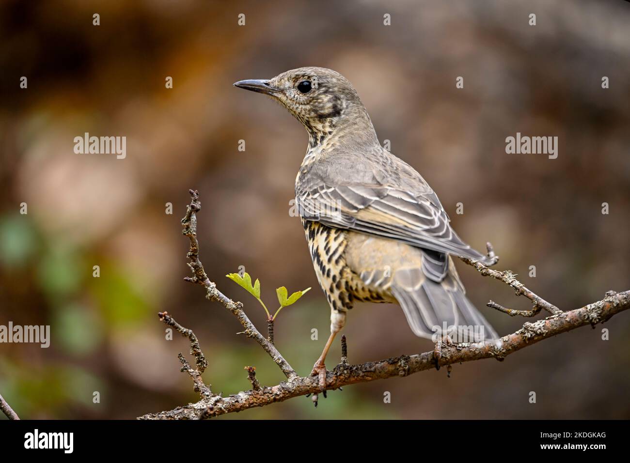 Charlo-Drossel oder Turdus viscivorus, Vogel der Ordnung Passeriformes Stockfoto