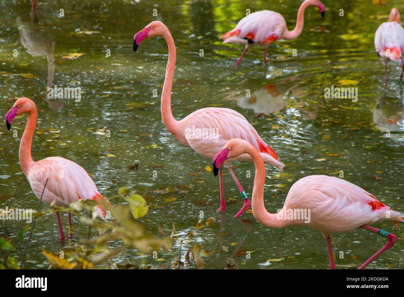 Rosa Flamingo Vogel Tier. Große Flamingos Phoenicopterus roseus , Landung, Gruppe. Vogelschar. Die Natur im Freien. Tierszene. Grasen im grünen Unterholz. Stehen Sie in flachem Wasser Stockfoto