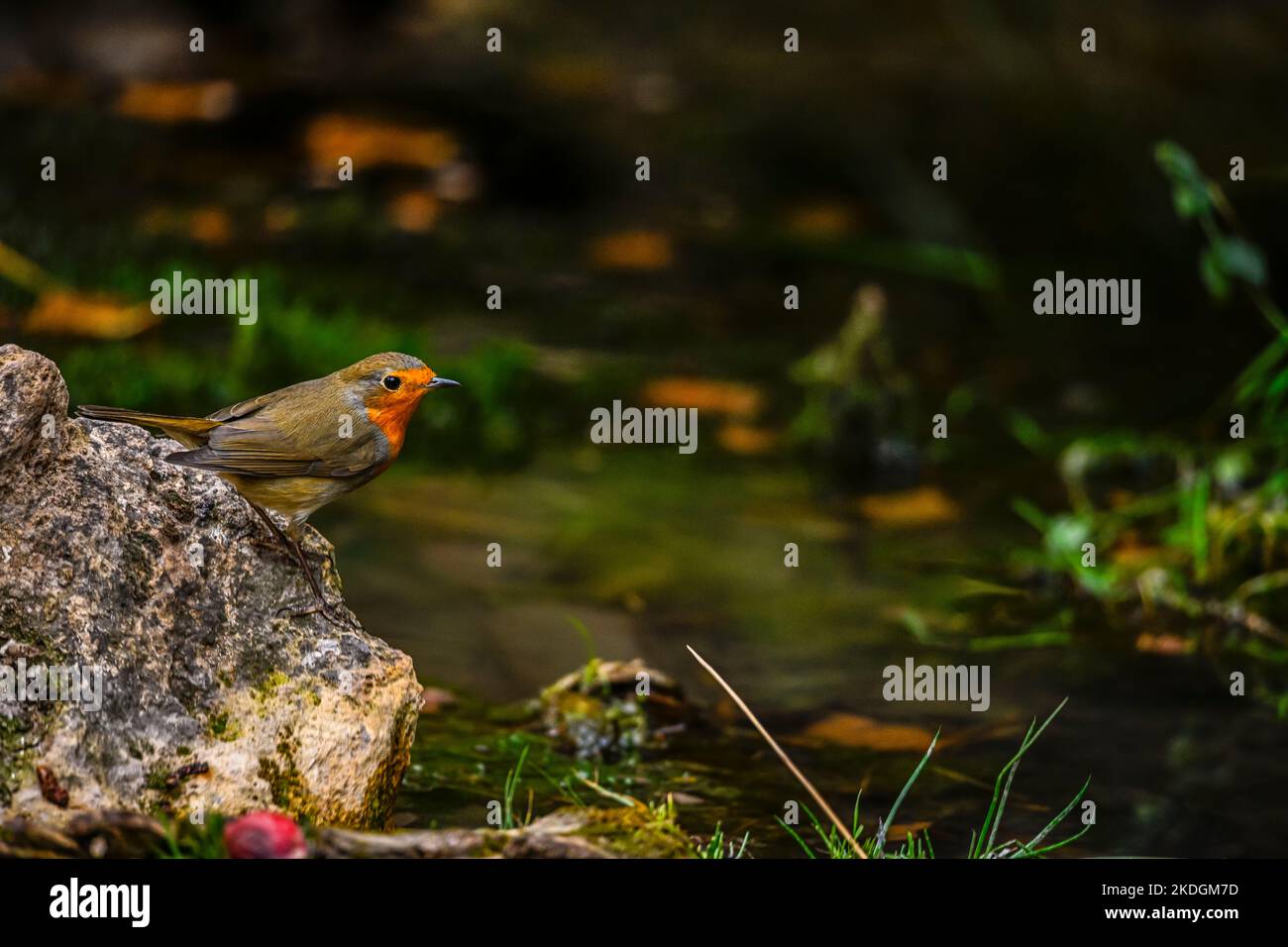 Kleines Rotkehlchen, das am Rand einer Quelle thront. Stockfoto