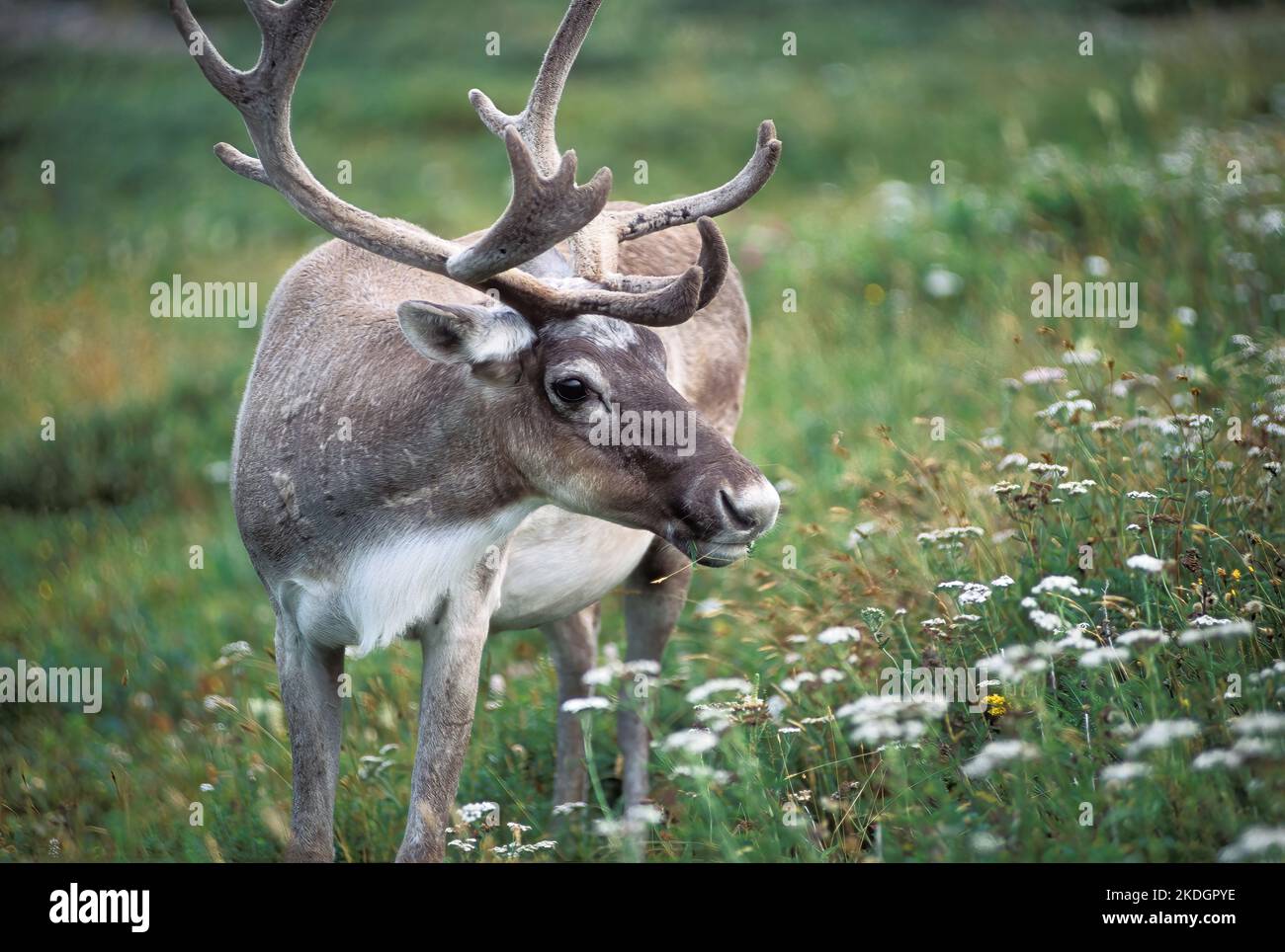Woodland Caribou (Rangifer tarandus), Neufundland, Kanada Stockfoto