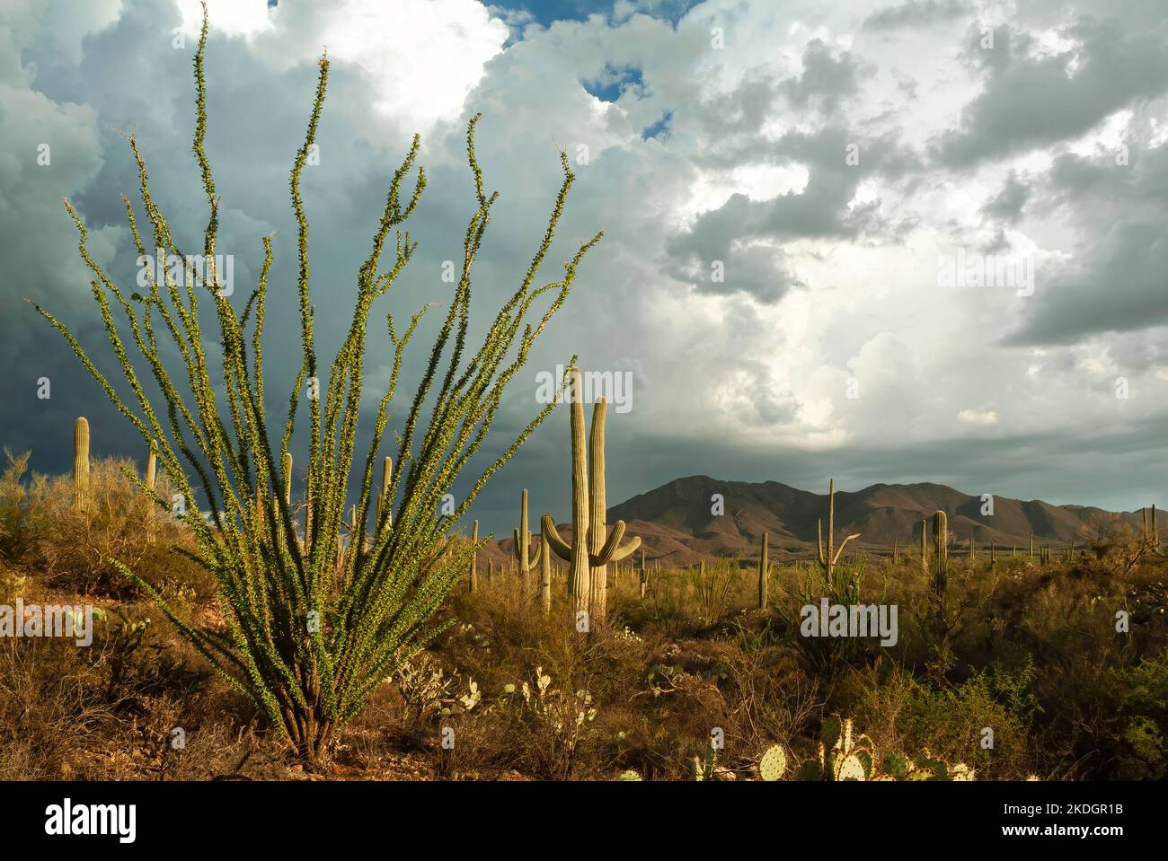 Annäherung an den Sommermonsun in der Sonoran-Wüste, Saguaro National Park, Tucson, Arizona, USA Stockfoto