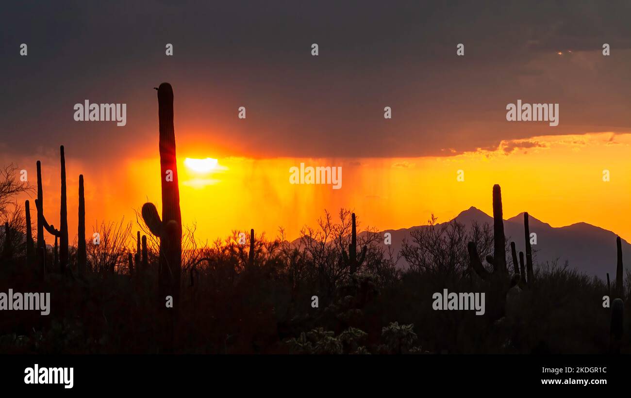 Sonnenuntergang in Arizona, Sommerregen fällt in der Ferne, Tucson, Arizona, USA Stockfoto