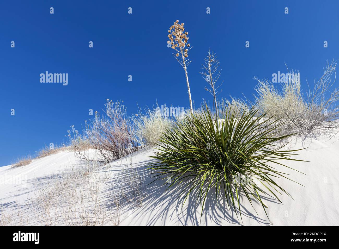 Agave gegen blauen Himmel, White Sands National Park, New Mexico Stockfoto