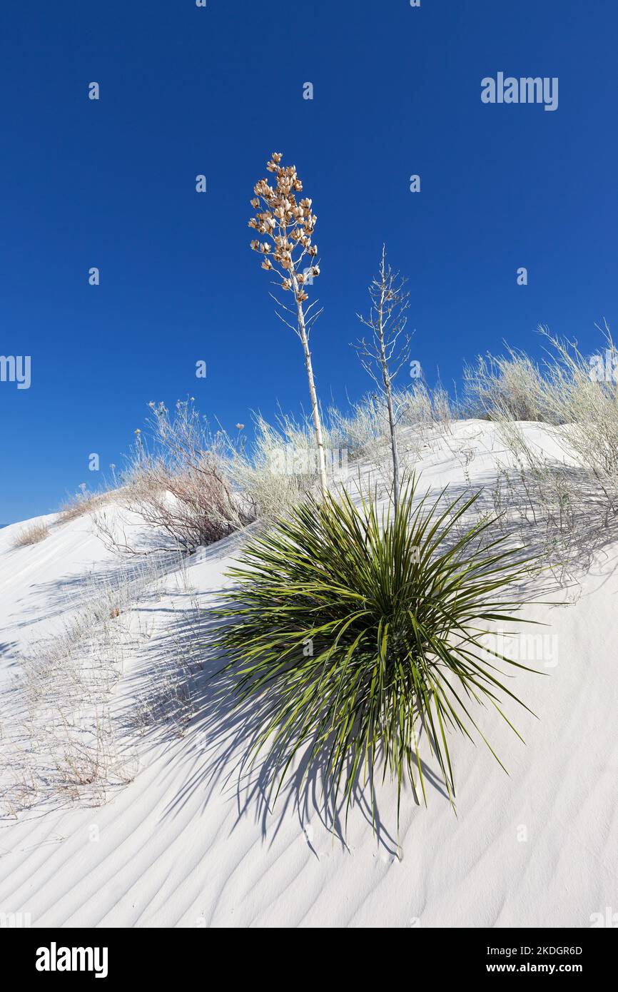 Agave gegen blauen Himmel, White Sands National Park, New Mexico Stockfoto