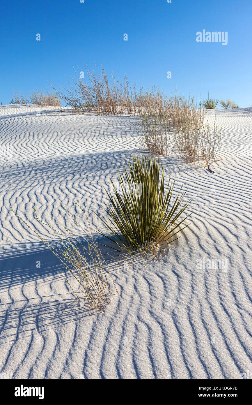 Sanfter Sand, White Sands National Park, New Mexico Stockfoto
