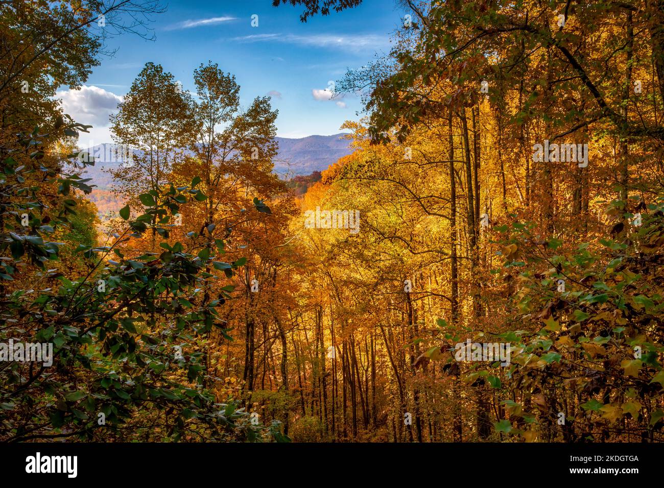 Amacalola fällt im Herbst Stockfoto