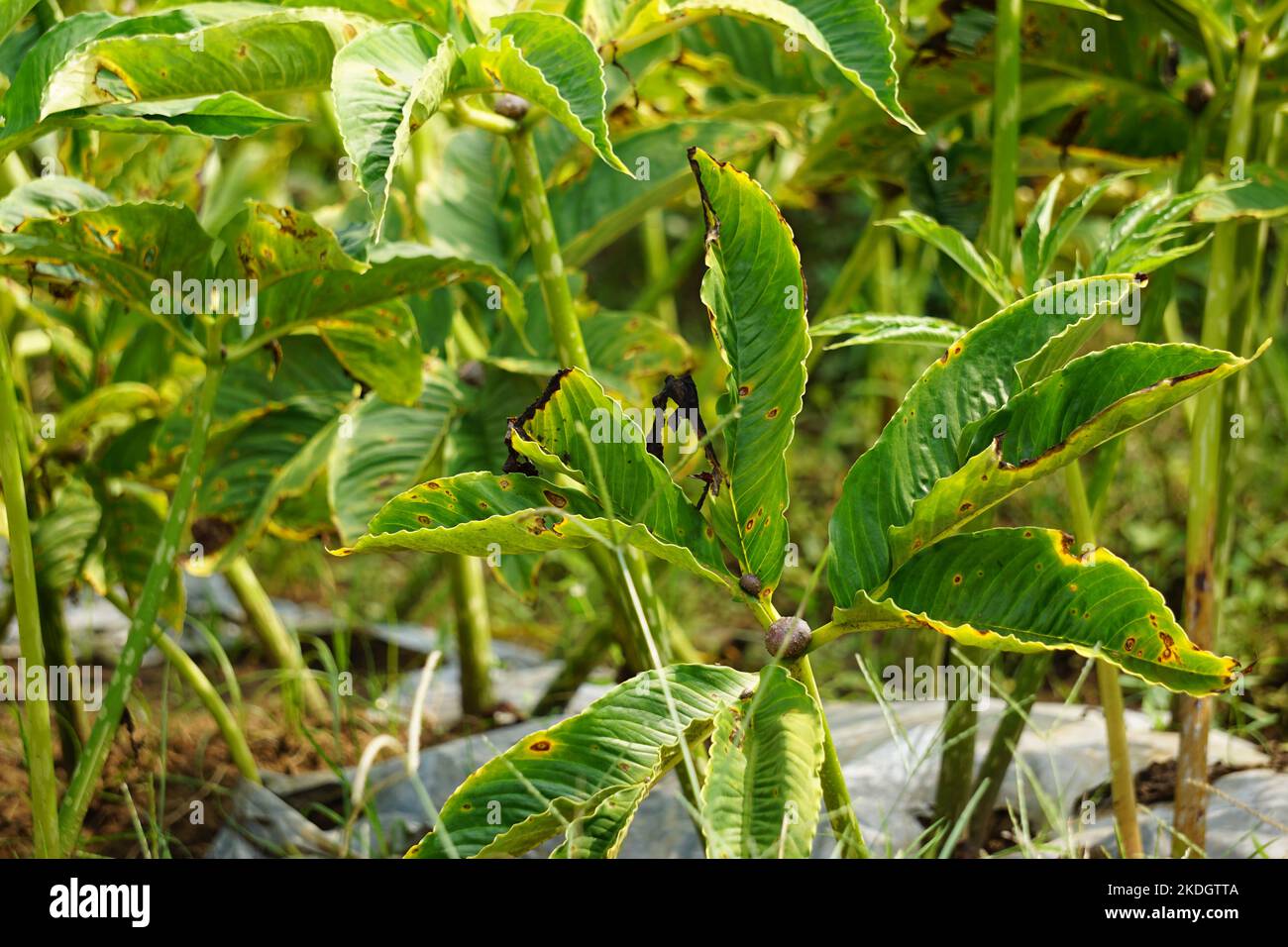 Amorphallus oncophyllus (auch Amorphallus, Iles-iles, Porang) mit natürlichem Hintergrund Stockfoto