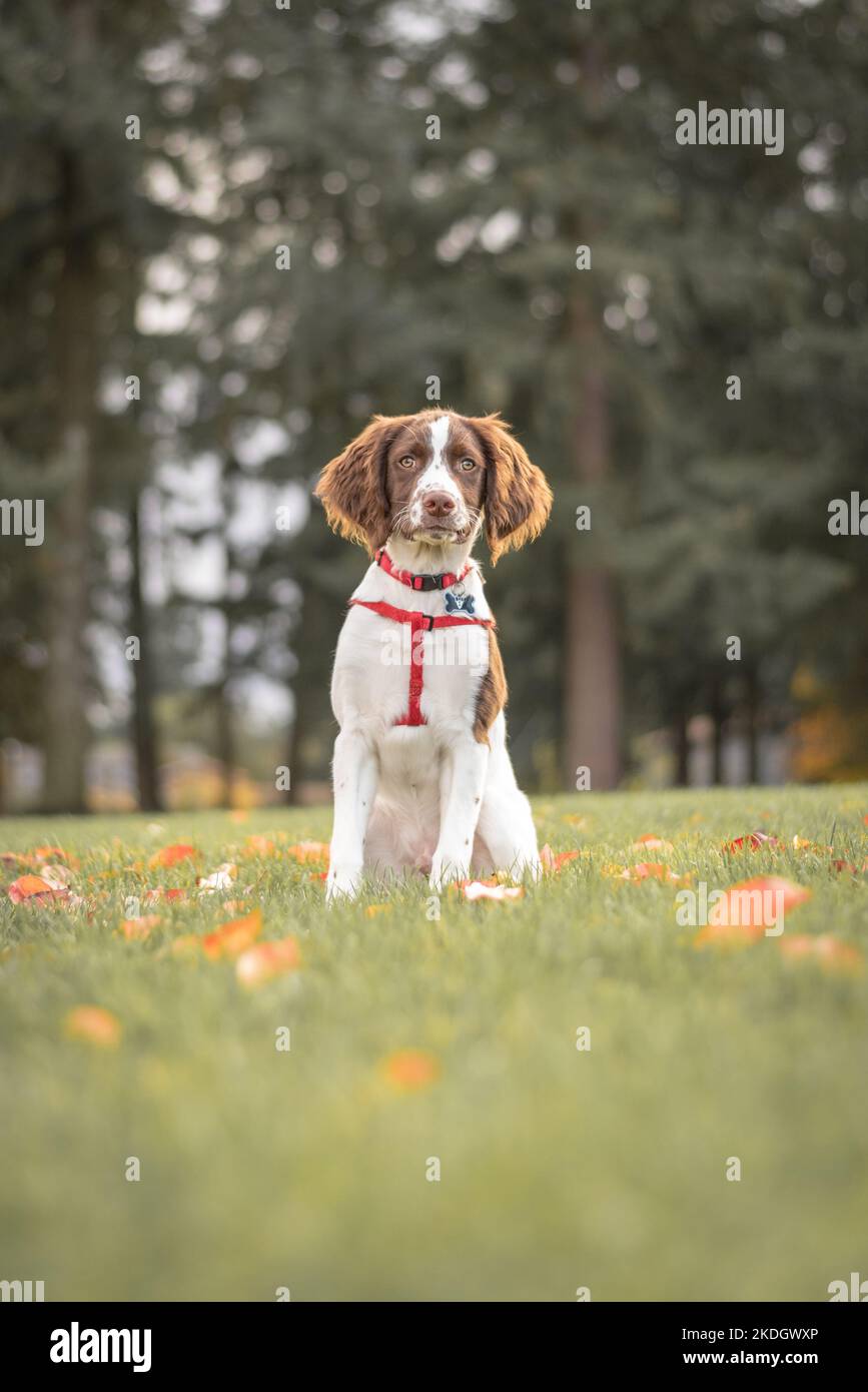 Portrait eines entzückenden englischen Springer Spaniel Welpen, der am Herbstmorgen im Grasfeld sitzt Stockfoto