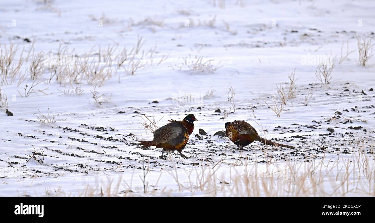 Im ländlichen Alberta suchen zwei Rebhühner im Schnee nach Nahrung Stockfoto