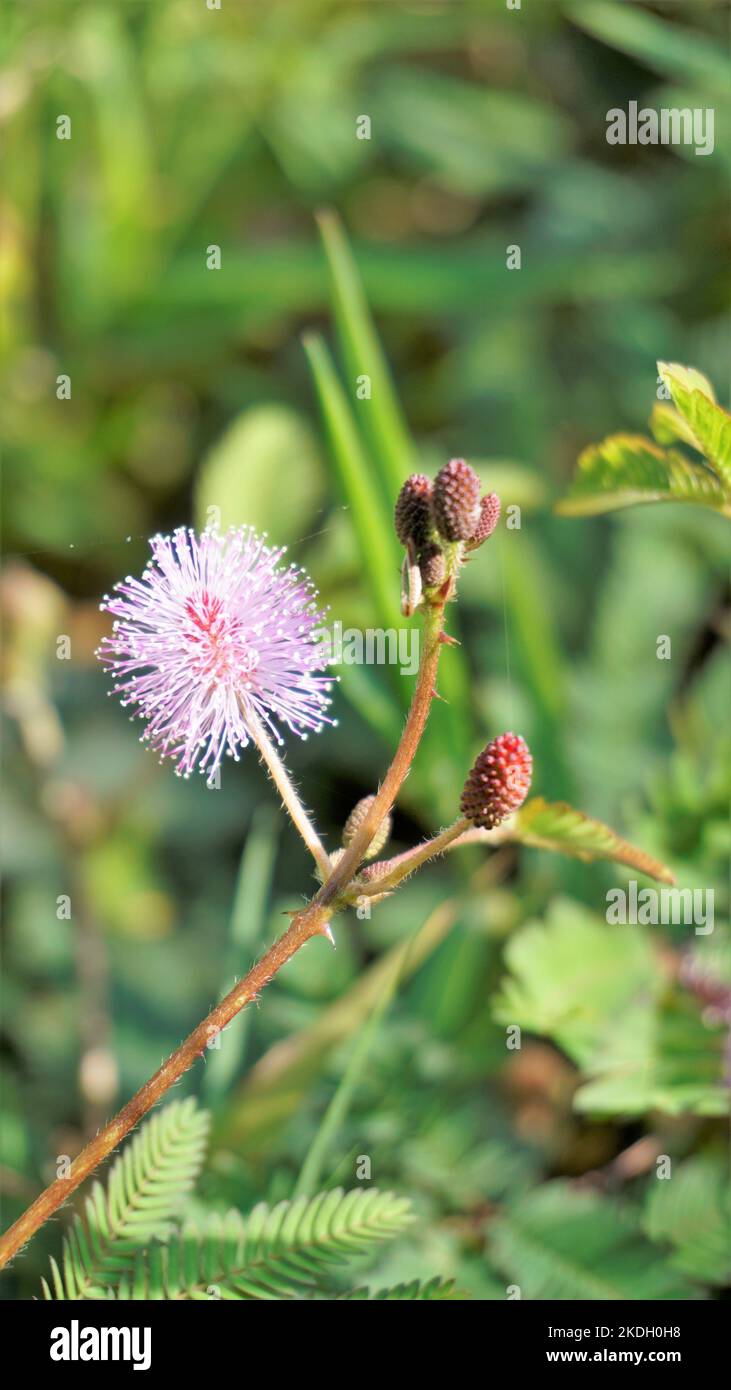 Nahaufnahme der Blüte der Mimosa pudica. Die empfindliche Pflanze, verträumte Pflanze mit grünem, faltbaren Blättern Hintergrund. Im Volksmund bekannt als Touch Me Not Tree. Stockfoto