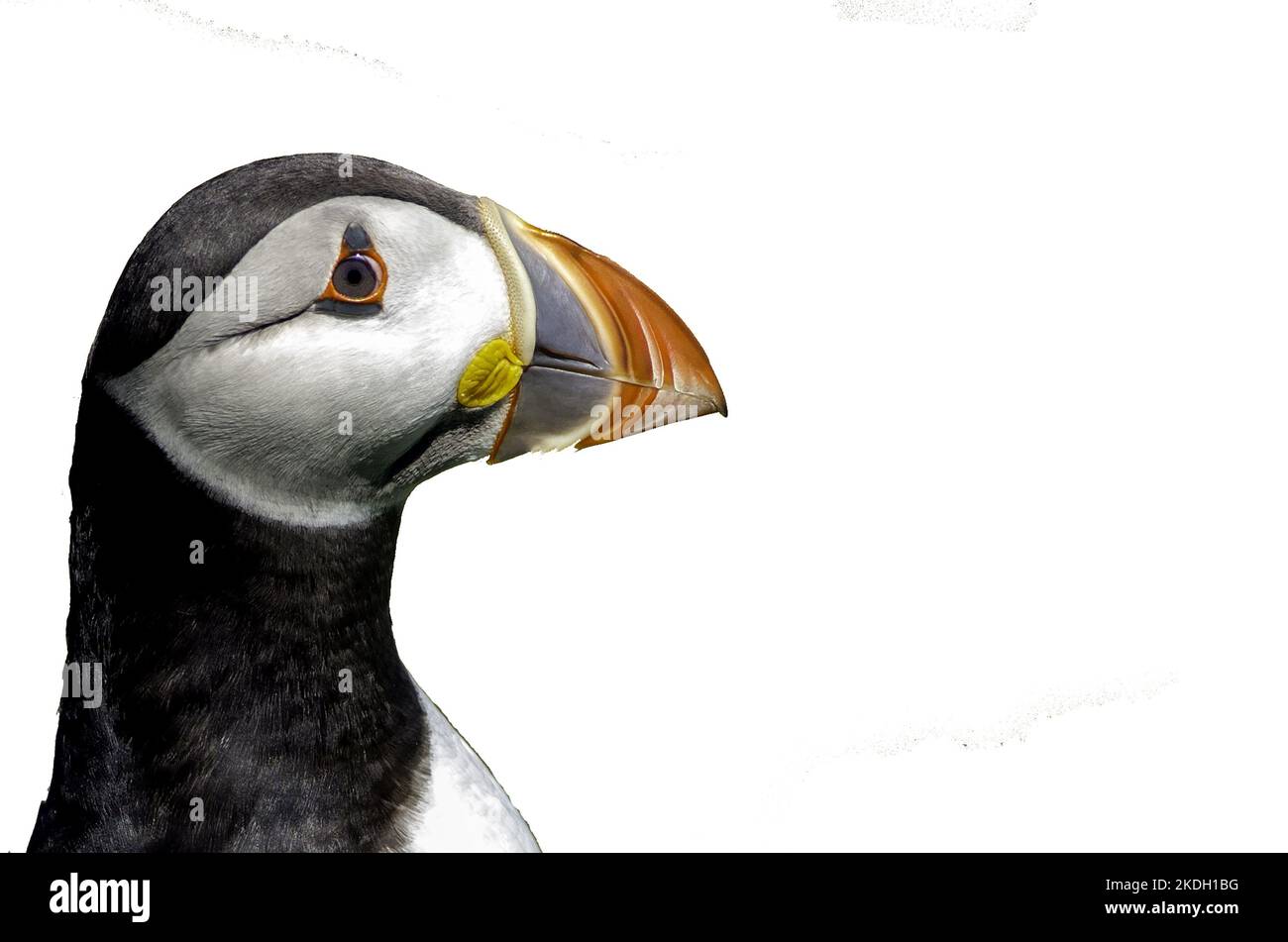 puffin.Puffin Kopf Nahaufnahme ideal für die Isolierung Verwendung auf Produkten Stockfoto