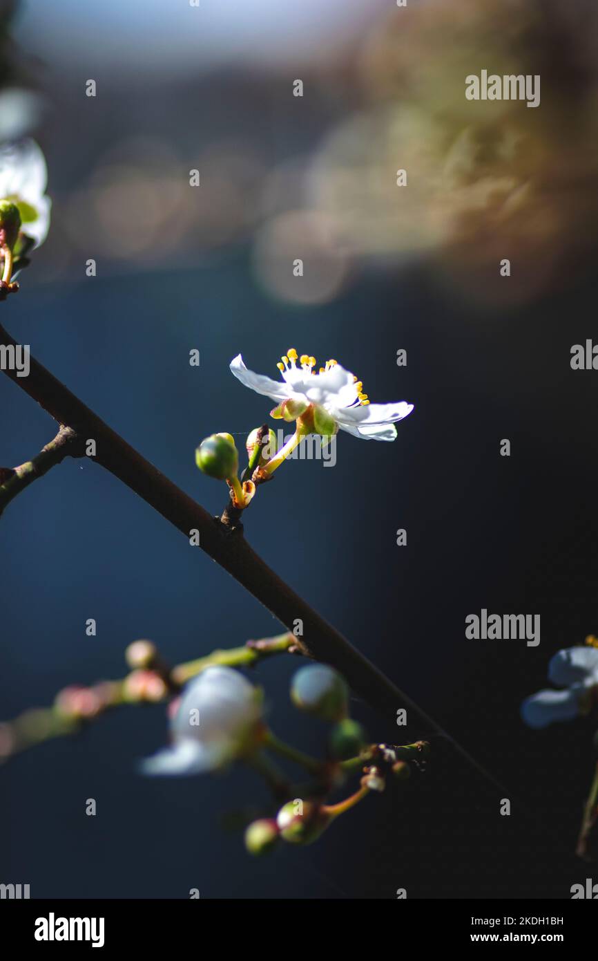 Kirschblüten blühen im Frühling in Olivar, Rancagua, Chile Stockfoto