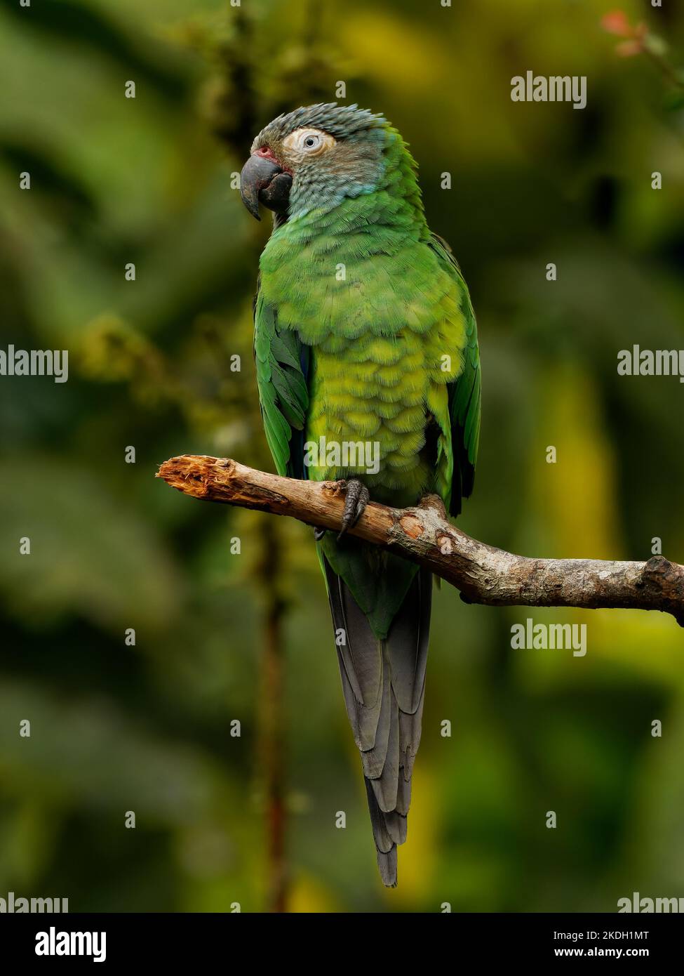 Schwarzkopfsittich - Aratinga weddellii auch Weddells kleiner grüner Neototropapagei in bewaldeten Lebensräumen im Amazonasbecken Südamerikas Stockfoto