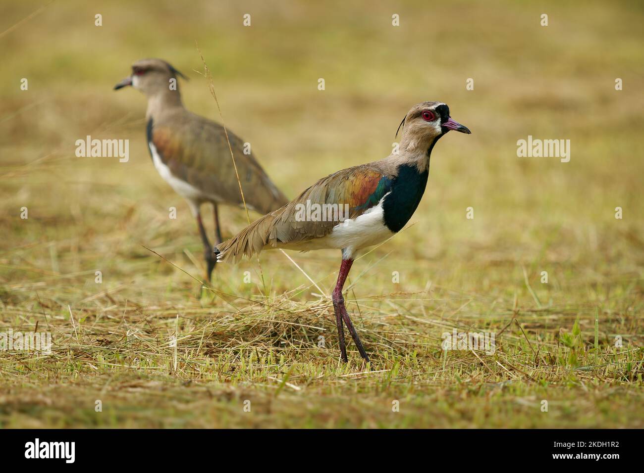 Südlicher Kiebitz - Vanellus chilensis quero-quero in Brasilien oder tero in Argentinien und Uruguay genannt, Watvögel in Charadriiformes, zwei Vögel aus Süd-am Stockfoto