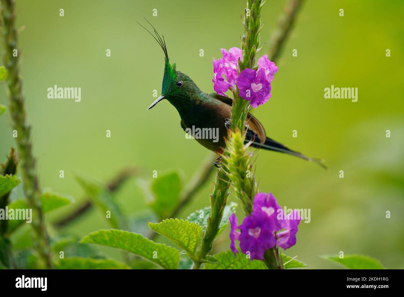 Drahtrand Thorntail - Discosura popelairii grüner Kolibri mit langem Kamm und langem scharfen Schwanz, Vogel auf der violetten Blume und grünem Hintergrund, f Stockfoto