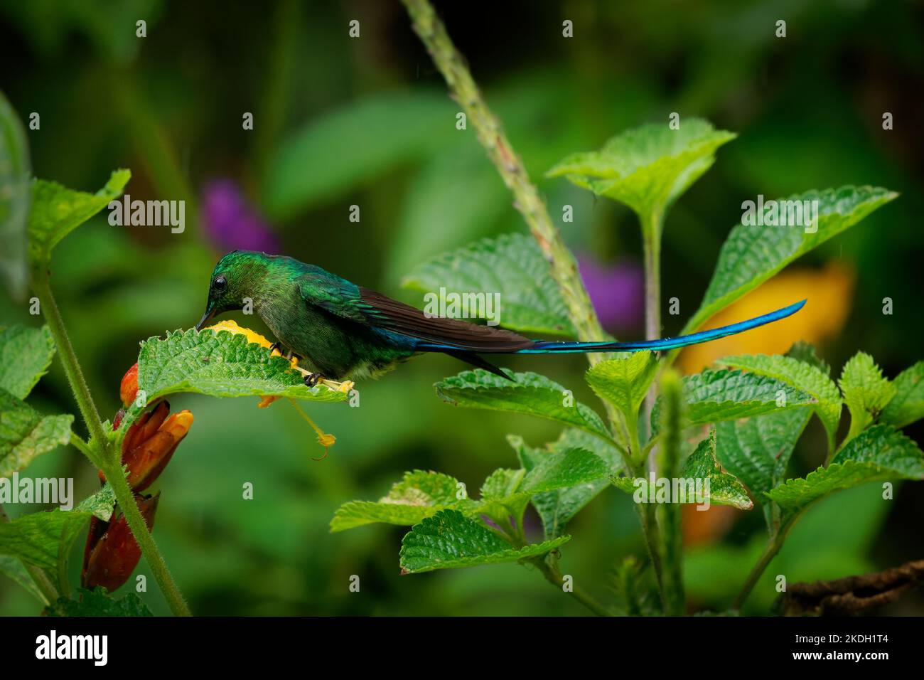 Langschwanziger Sylph - Aglaiocercus kingii Kolibri in Koketten, Stamm Lesbiini Unterfamilie Lesbiinae, gefunden in Bolivien, Kolumbien, Ecuador, Peru, Venez Stockfoto