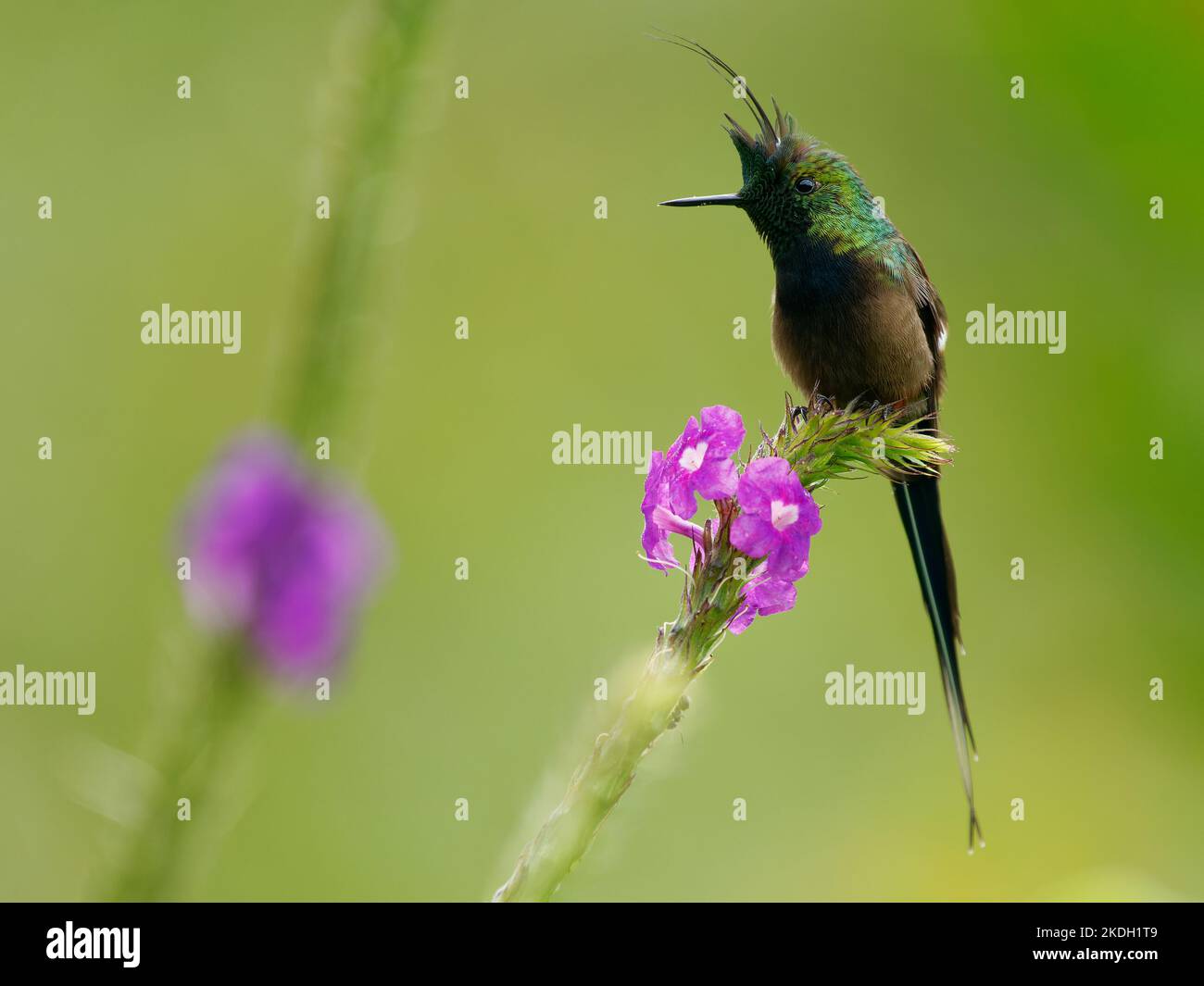 Drahtrand Thorntail - Discosura popelairii grüner Kolibri mit langem Kamm und langem scharfen Schwanz, Vogel auf der violetten Blume und grünem Hintergrund, f Stockfoto
