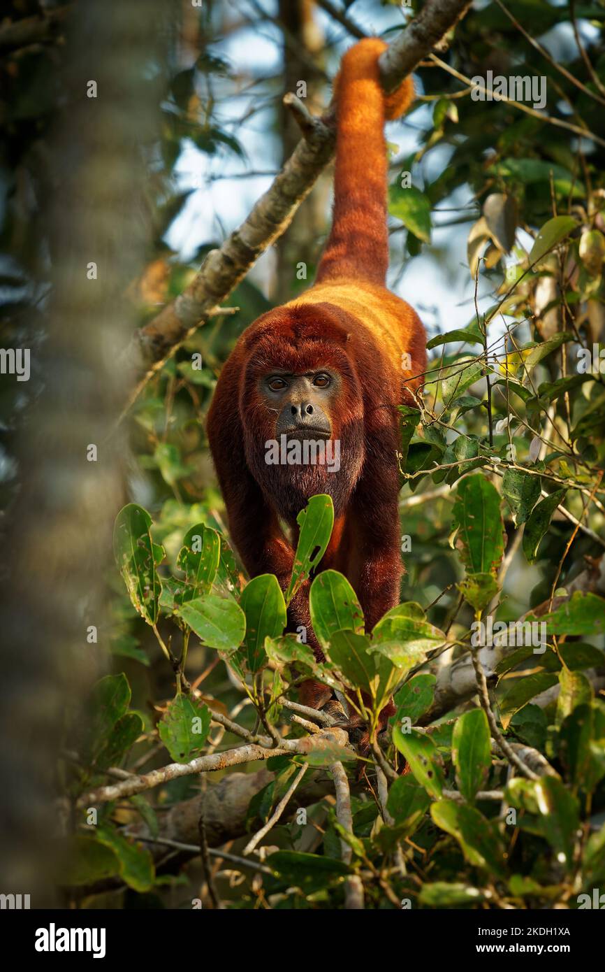 Kolumbianische oder venezolanische rote Brüllaffe - Alouatta seniculus, südamerikanische Affenarten, die im westlichen Amazonasbecken in Venezuela, Kolumbien, EC gefunden werden Stockfoto