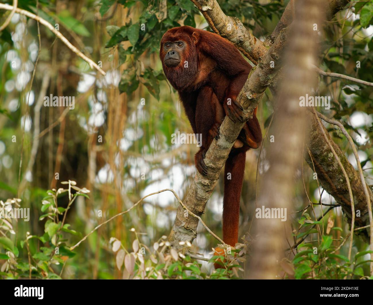 Kolumbianische oder venezolanische rote Brüllaffe - Alouatta seniculus, südamerikanische Affenarten, die im westlichen Amazonasbecken in Venezuela, Kolumbien, EC gefunden werden Stockfoto