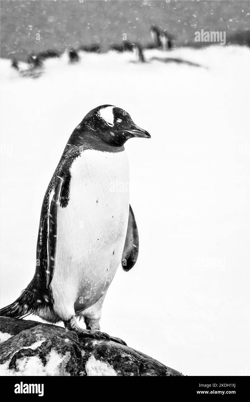 Pinguin mit Schnee, Eis, Meer oder Land im Hintergrund Stockfoto