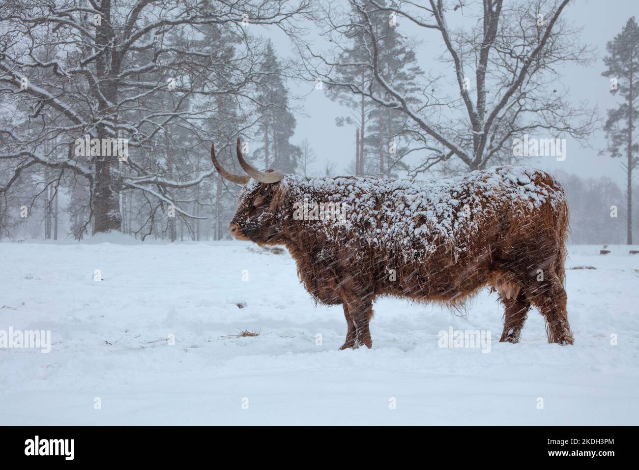 Kuh im Winter. Kuh im Schneefall. Schottisches Hochlandrind im Winter. Stockfoto