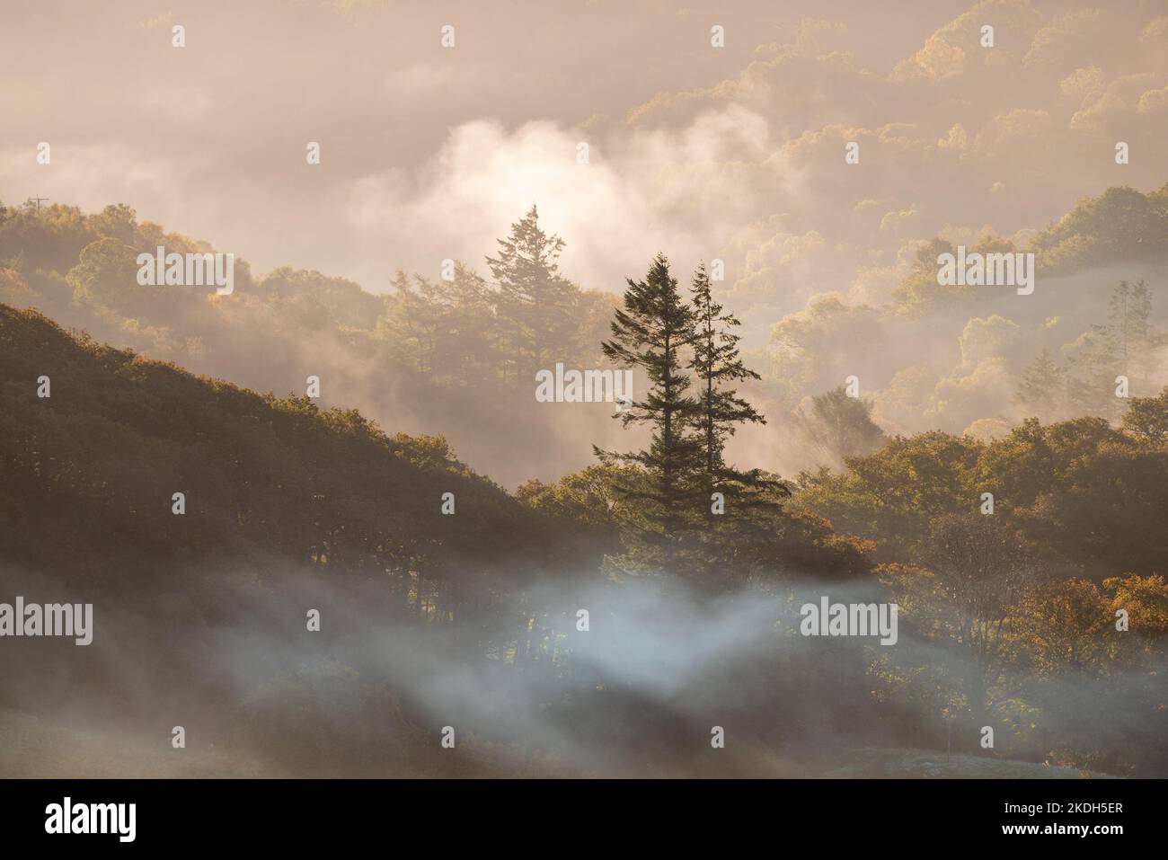 Ein nebliger Morgen im Snowdonia National Park erzeugt wunderschöne, weiche goldene Schichten in den gemischten Wäldern rund um Capel Curig. Stockfoto