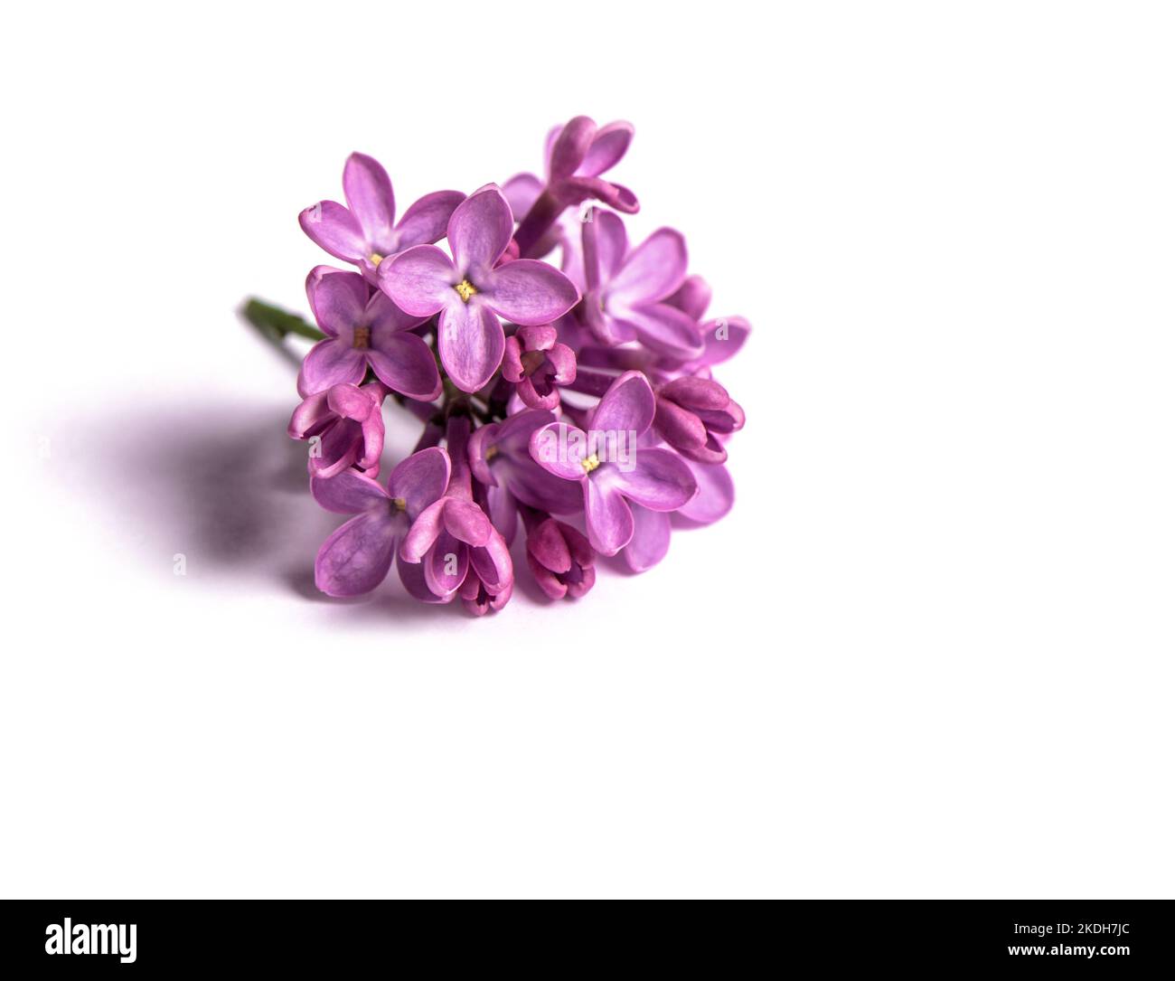 Verzweigt violette Fliederblüten auf weißem Hintergrund Stockfoto