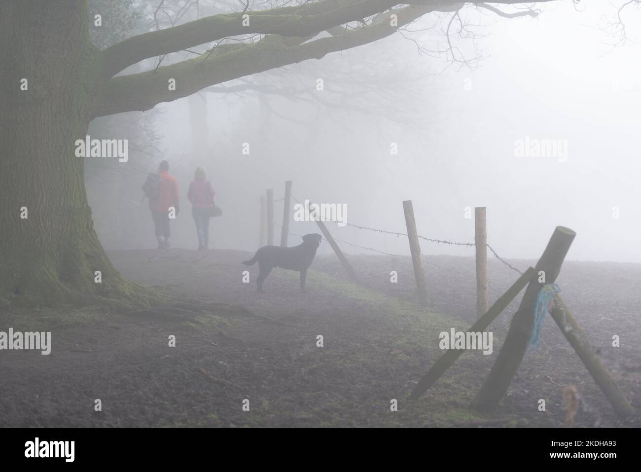 Zwei Wanderer mit einem schwarzen Labrador-Hund wandern an einem nebligen Morgen im Winter auf dem Sandsteinpfad in Tscheschhire Stockfoto