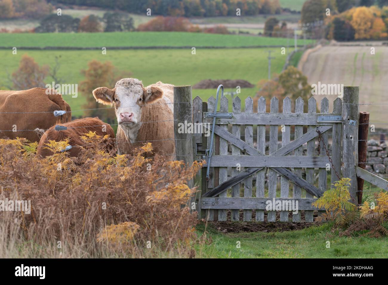 Eine Kuh, die im Herbst neben einem Tor auf einem Fußweg auf dem Farmland in Aberdeenshire steht Stockfoto