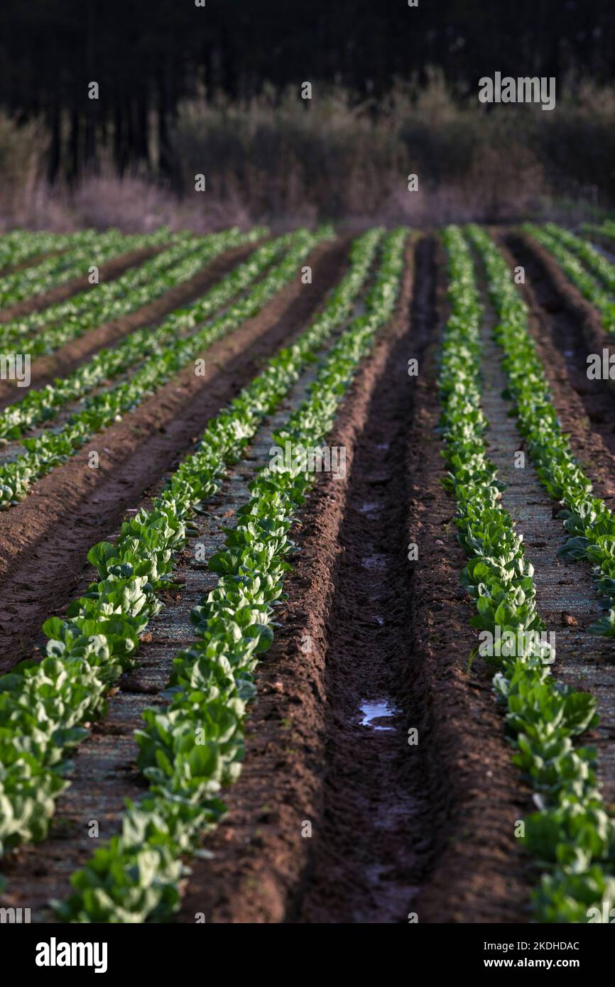 Europa, Portugal, Region Centro, Reihen von Cabbages, die auf Ackerland in der Nähe von Ferrel wachsen Stockfoto