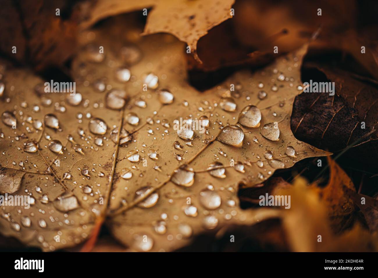 Nahaufnahme von heruntergefallenen Blättern auf dem Boden im Herbst, bedeckt mit Regentropfen. Stockfoto