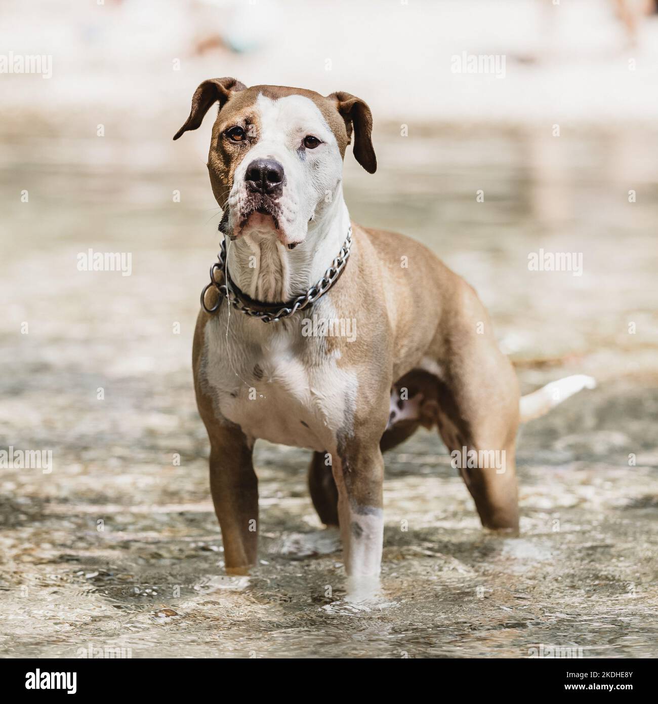 Braune und weiße American Staffordshire Terrier Hund tragen Kragen spielen in seichten Flussbett. Stockfoto