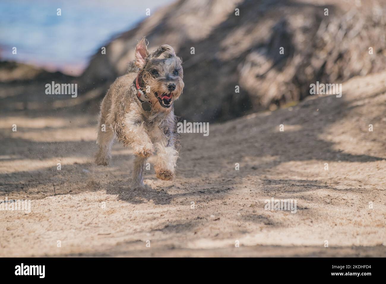 Fröhlicher grauer Schnauzer Hund, der am Strand unter Palmen spielt Stockfoto