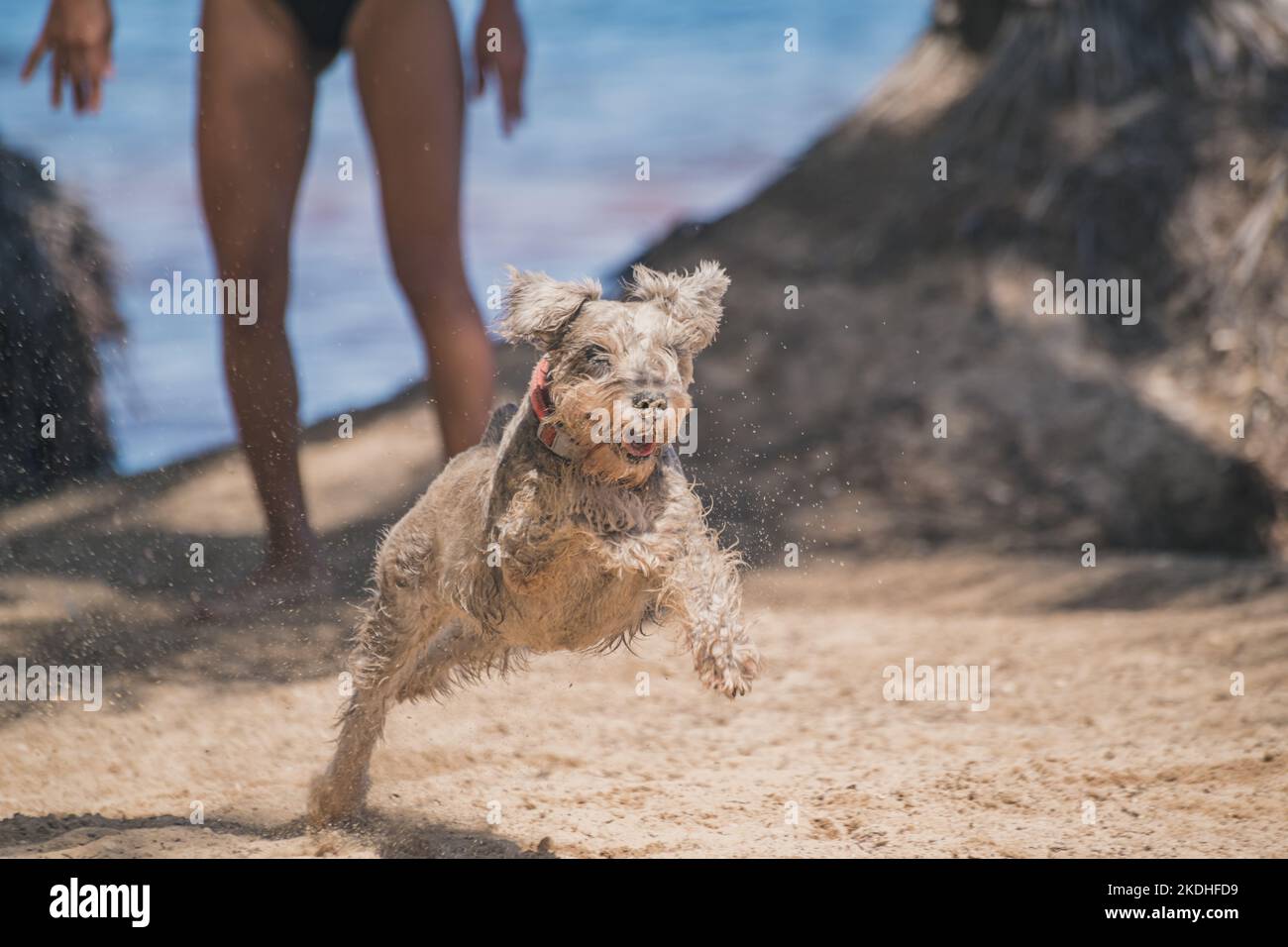 Fröhlicher grauer Schnauzer Hund, der am Strand einen Stock holt Stockfoto