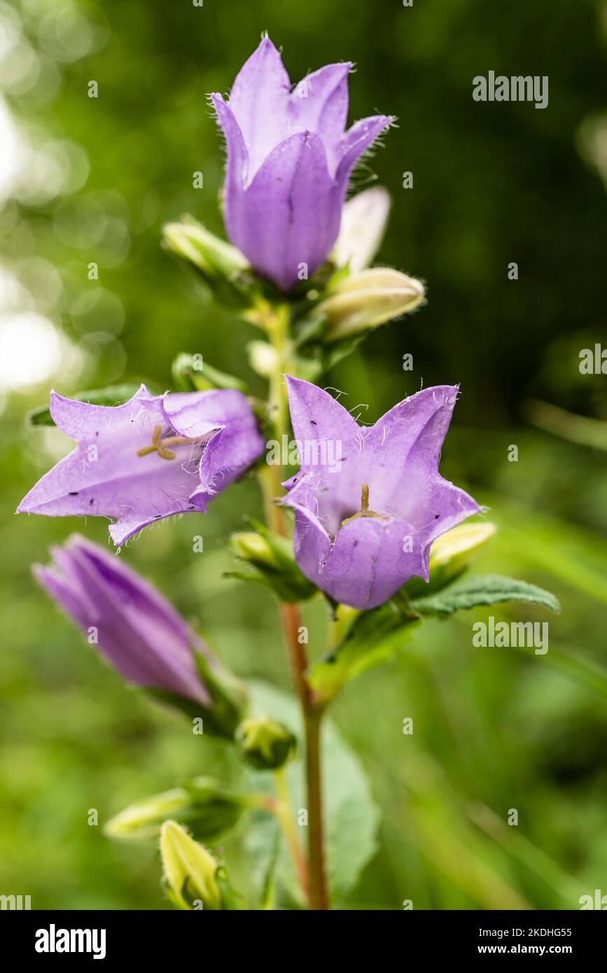 Nahaufnahme einer Nesselblättrigen Glockenblume (Campanula trachelium) mit violetten Blüten Stockfoto