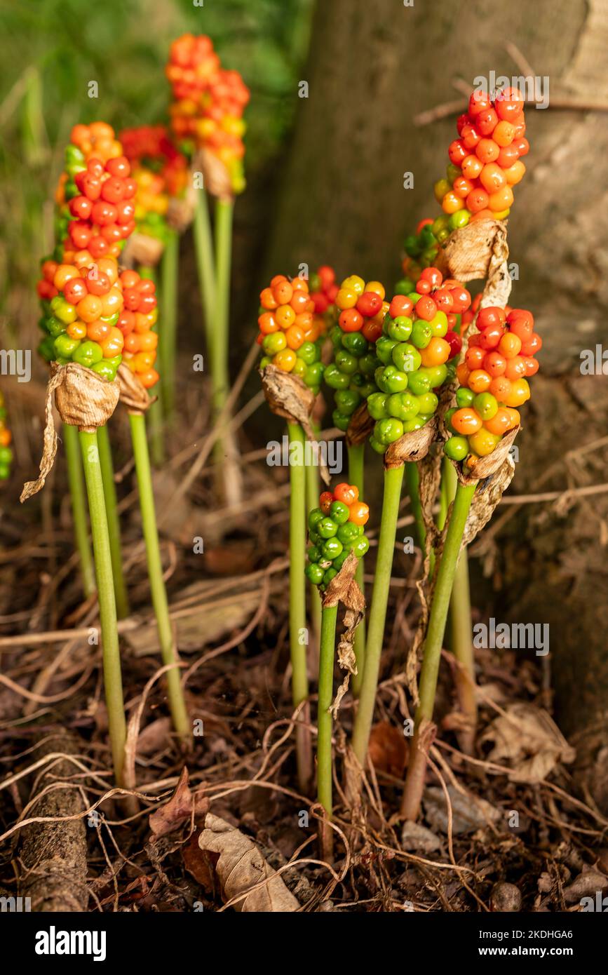 Gruppe von gewöhnlichen Aram-Pflanzen (Arum maculatum) mit leuchtend roten giftigen Beeren, die in einem Wald wachsen, Deutschland Stockfoto